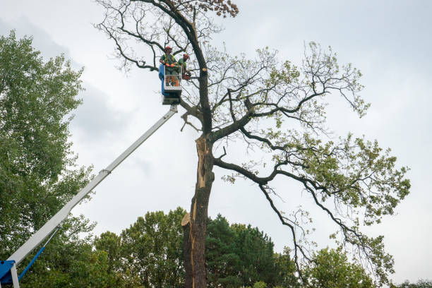 Best Tree Root Removal  in Lake Shore, MN